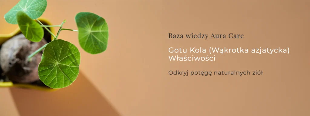 Gotu Kola właściwości